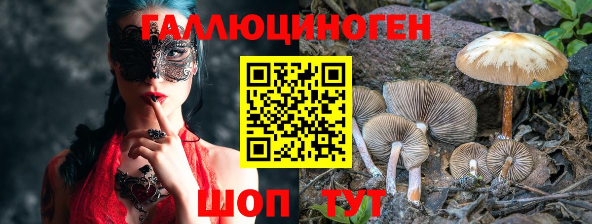 Псилоцибиновые грибы Psilocybe  Вход с VPN  Новочебоксарск 